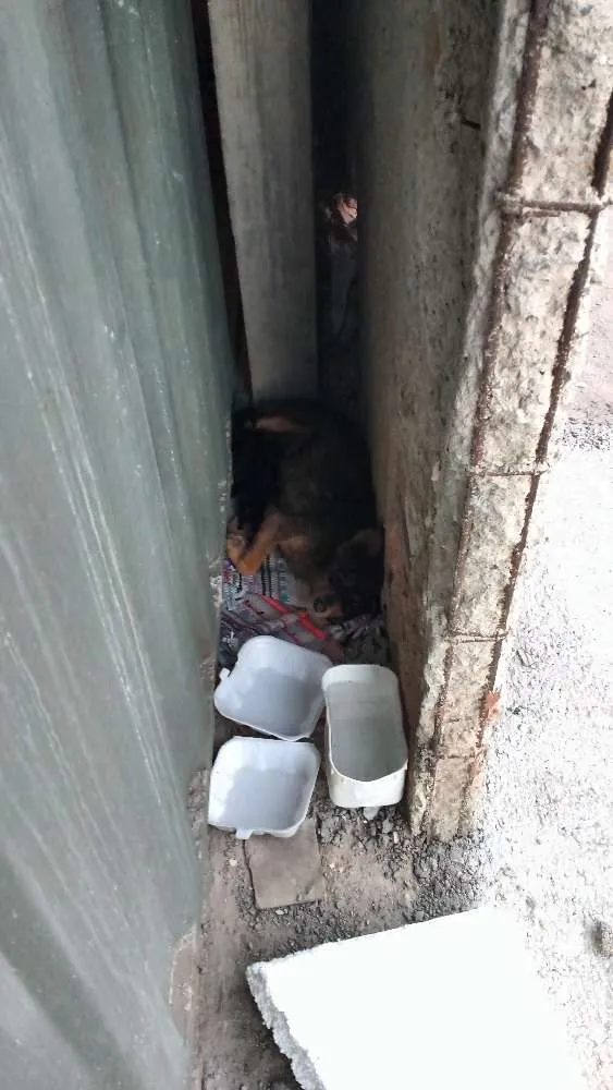 Cachorro raça vira lata idade Abaixo de 2 meses nome nao sei
