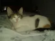 RUBI
