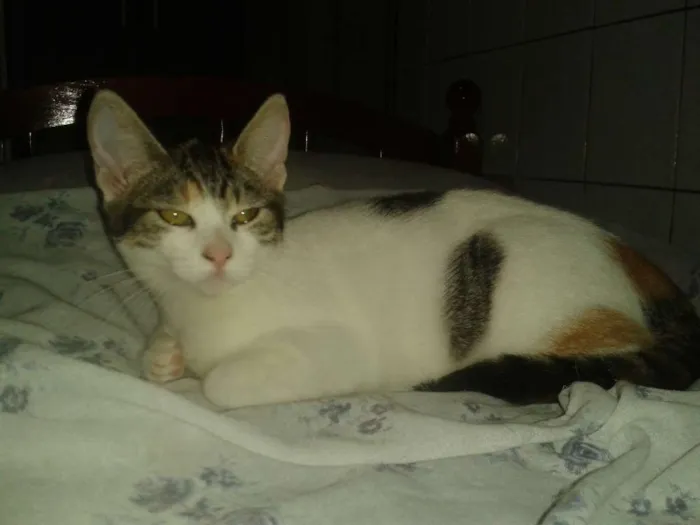 Gato ra a SRD idade 2 a 6 meses nome RUBI