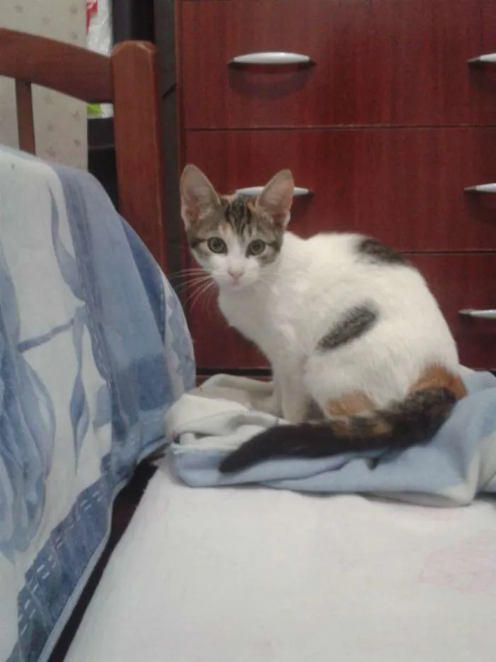 Gato ra a SRD idade 2 a 6 meses nome RUBI