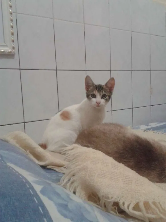 Gato ra a SRD idade 2 a 6 meses nome RUBI