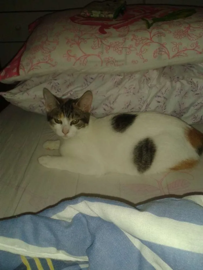 Gato ra a SRD idade 2 a 6 meses nome RUBI