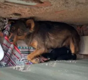 Cachorro raça vira lata idade Abaixo de 2 meses nome nao sei