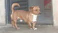 Scooby