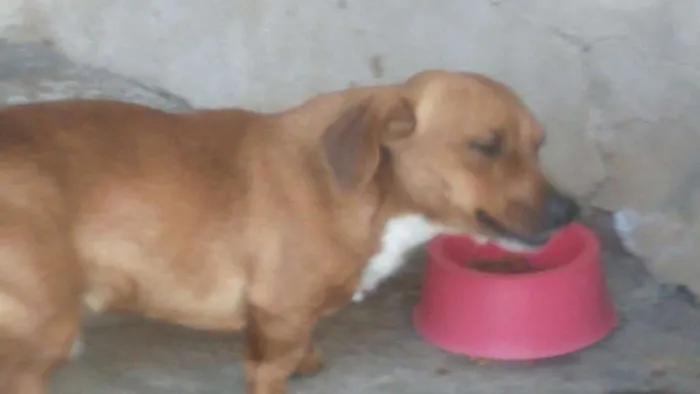 Cachorro ra a Vira-lata idade 7 a 11 meses nome Scooby