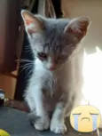 Mushu