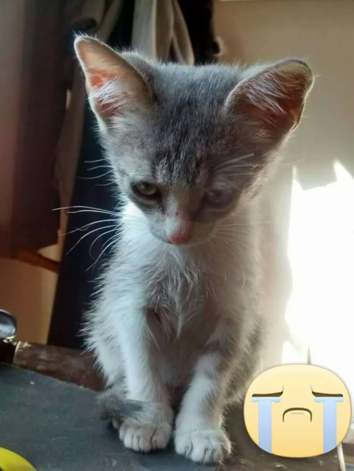 Gato raça Vira lata idade 2 a 6 meses nome Mushu