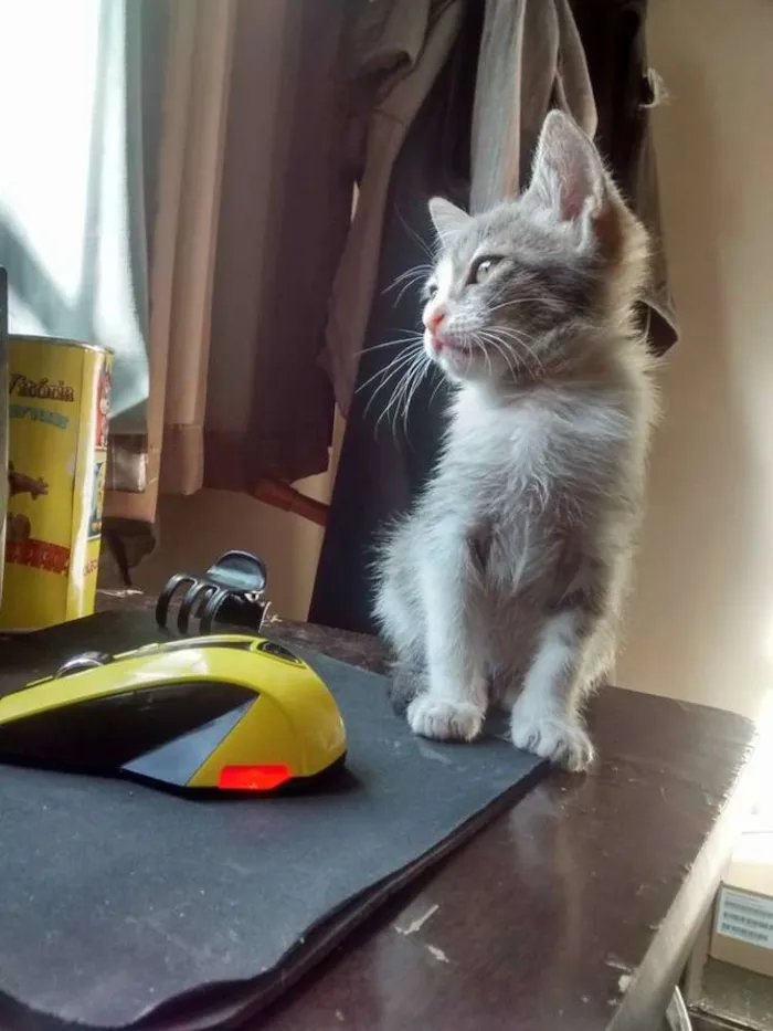 Gato raça Vira lata idade 2 a 6 meses nome Mushu