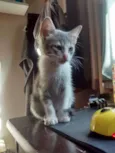 Mushu