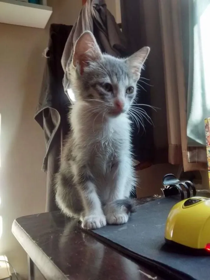 Gato raça Vira lata idade 2 a 6 meses nome Mushu