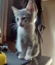 Mushu