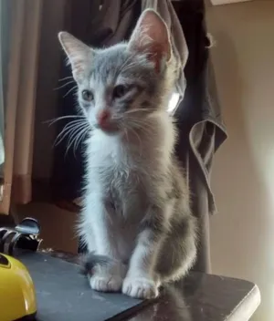 Gato raça Vira lata idade 2 a 6 meses nome Mushu