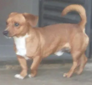 Cachorro raça Vira-lata idade 7 a 11 meses nome Scooby