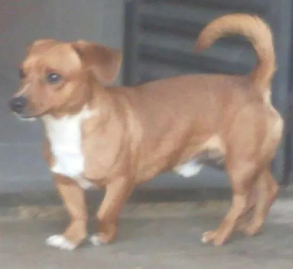 Cachorro ra a Vira-lata idade 7 a 11 meses nome Scooby