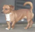 Scooby