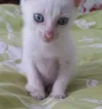 Catarina