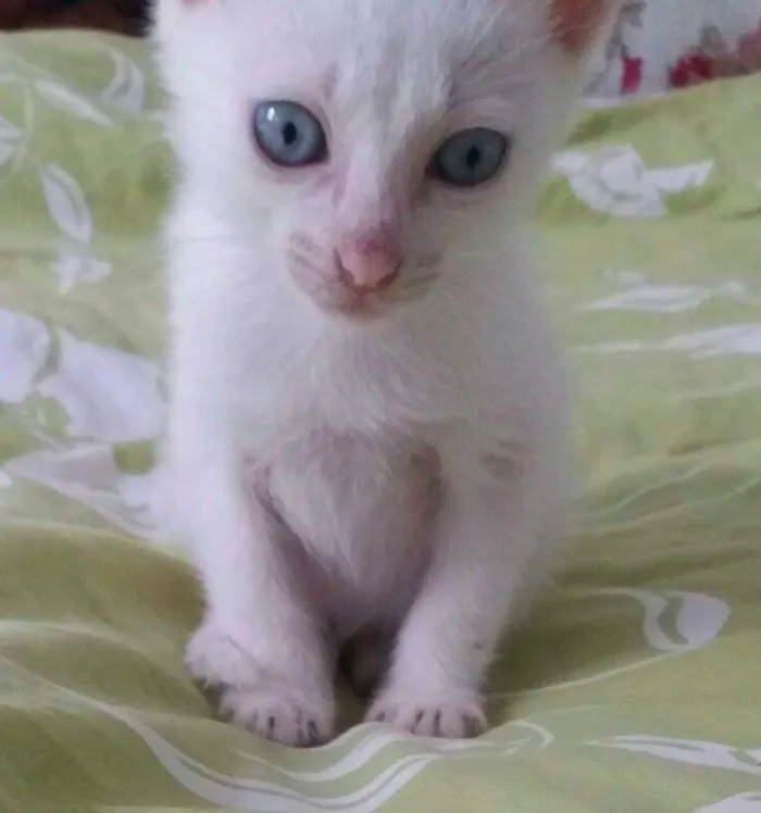 Gato raça  idade 2 a 6 meses nome Catarina