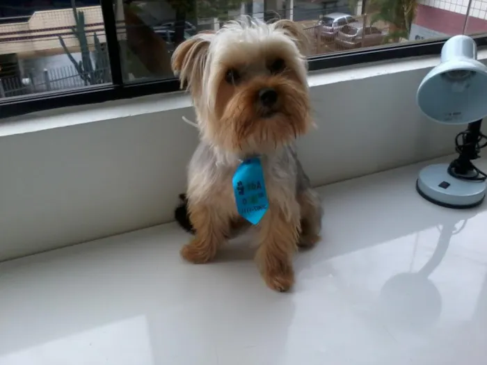Cachorro ra a yorkshire idade 2 anos nome zeca
