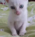 Catarina