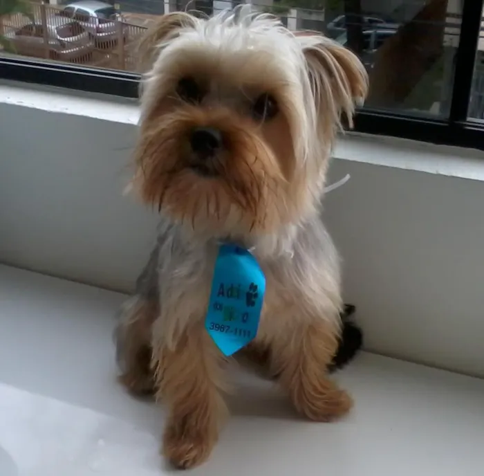 Cachorro ra a yorkshire idade 2 anos nome zeca