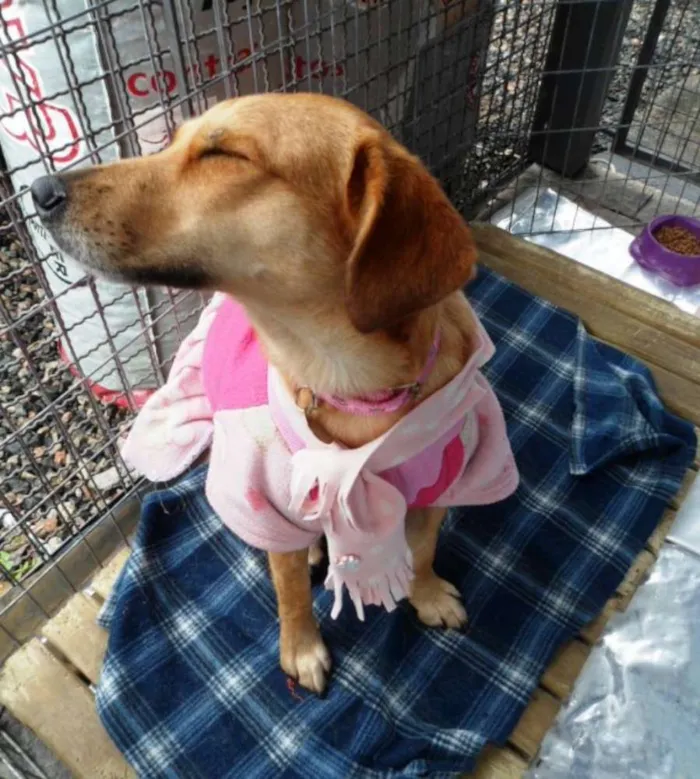 Cachorro ra a SRD idade 2 anos nome Belinha