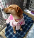 Belinha