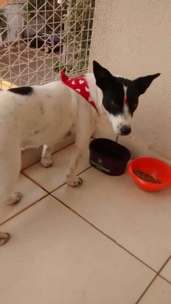 Cachorro ra a Cão de Canaã idade 7 a 11 meses nome Luna
