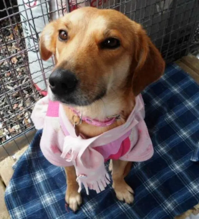 Cachorro ra a SRD idade 2 anos nome Belinha