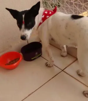 Cachorro raça Cão de Canaã idade 7 a 11 meses nome Luna