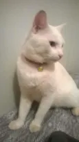 Snowbell