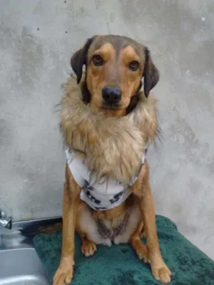 Cachorro raça srd idade 7 a 11 meses nome nut