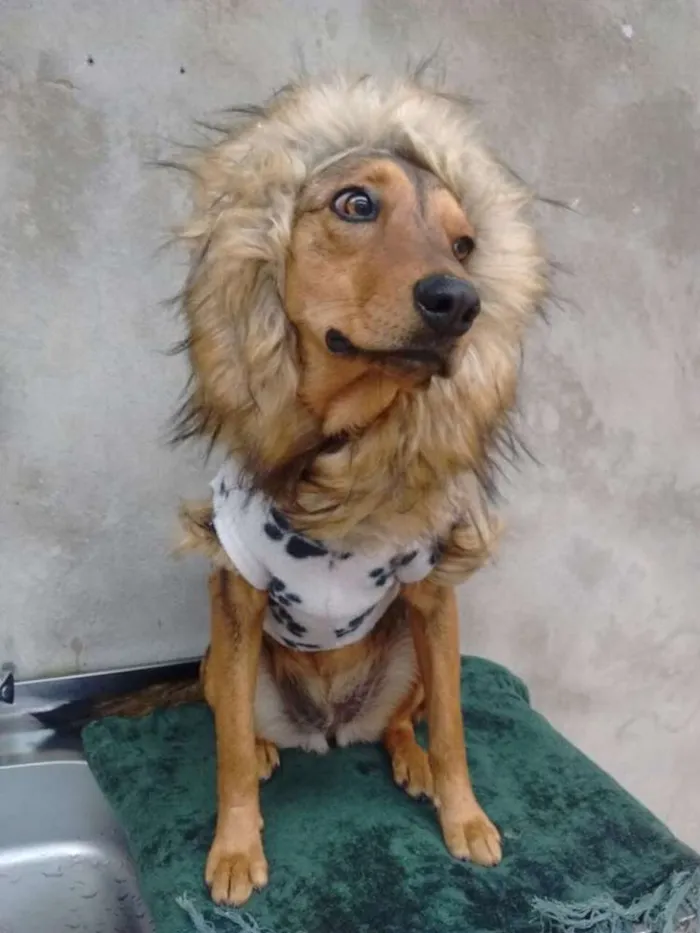 Cachorro ra a srd idade 7 a 11 meses nome nut