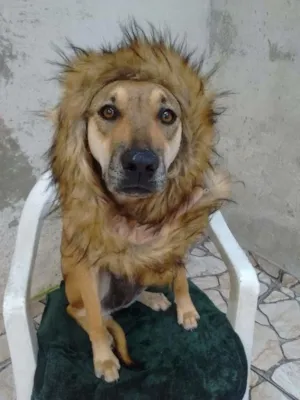 Cachorro raça srd idade 1 ano nome loly