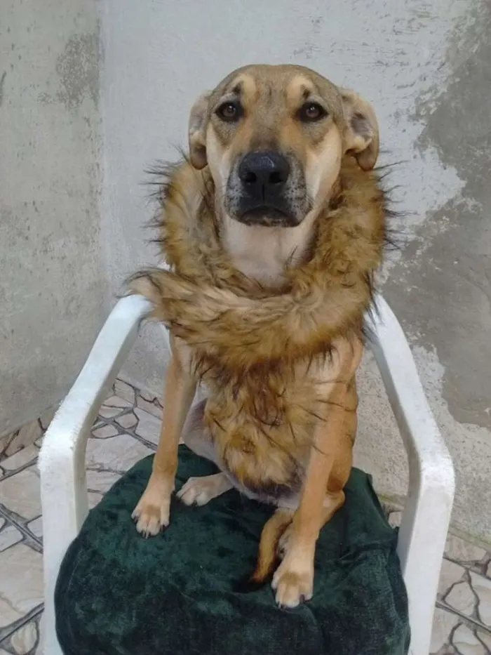 Cachorro ra a srd idade 1 ano nome loly