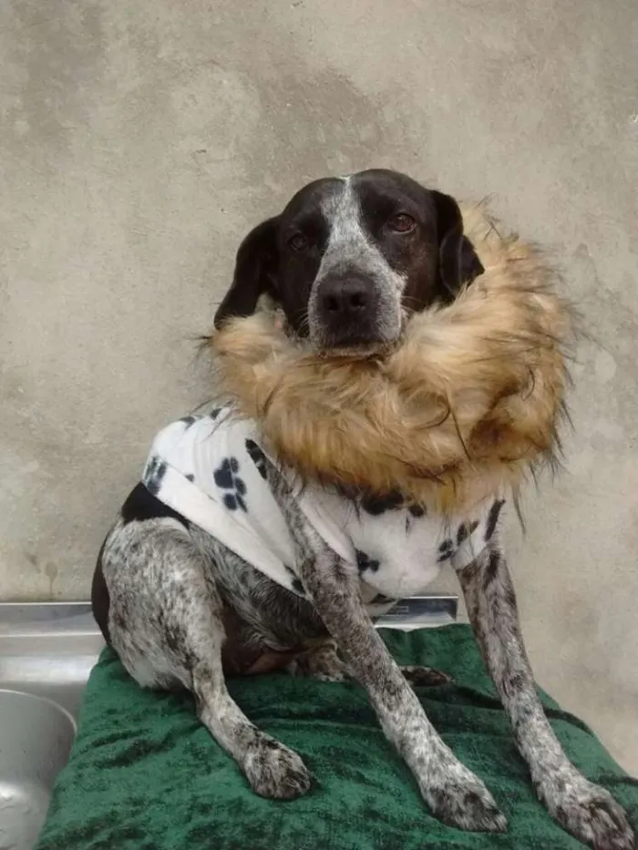 Cachorro ra a srd idade 2 anos nome alicia