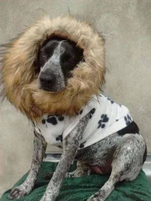 Cachorro raça srd idade 2 anos nome alicia