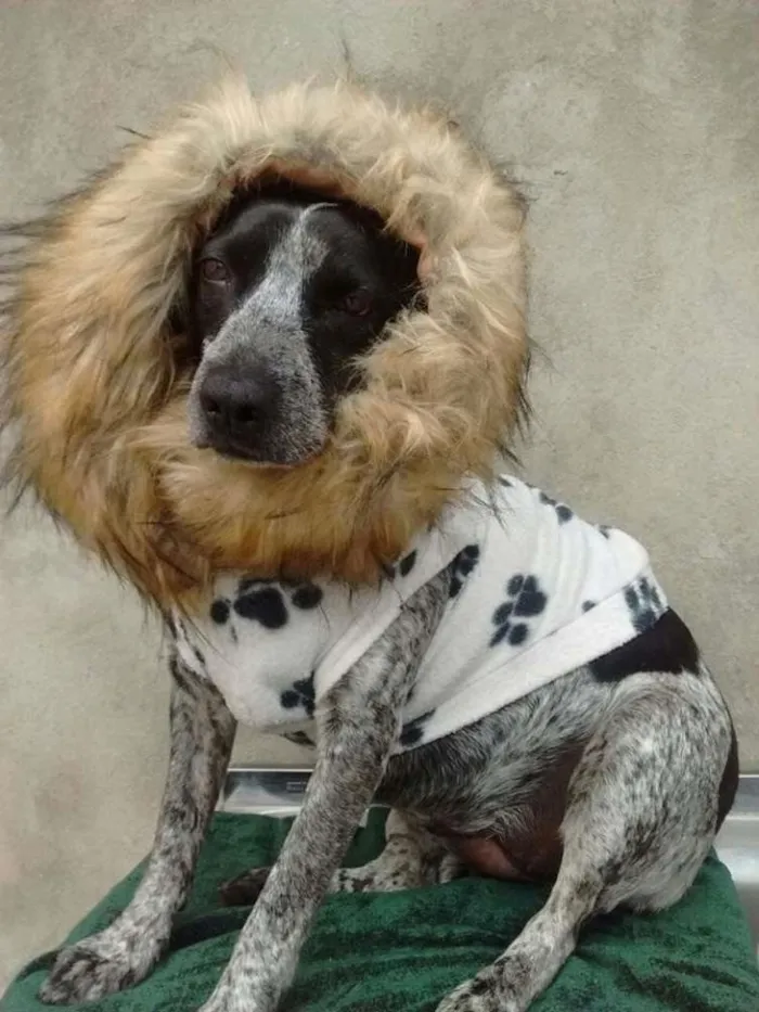Cachorro ra a srd idade 2 anos nome alicia