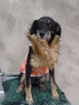 lorinha