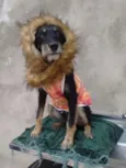 lorinha