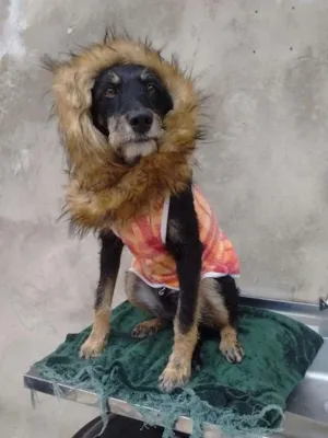 Cachorro raça srd idade 7 a 11 meses nome lorinha