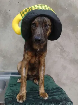 Cachorro raça srd idade 7 a 11 meses nome erasmo