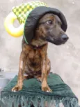 erasmo