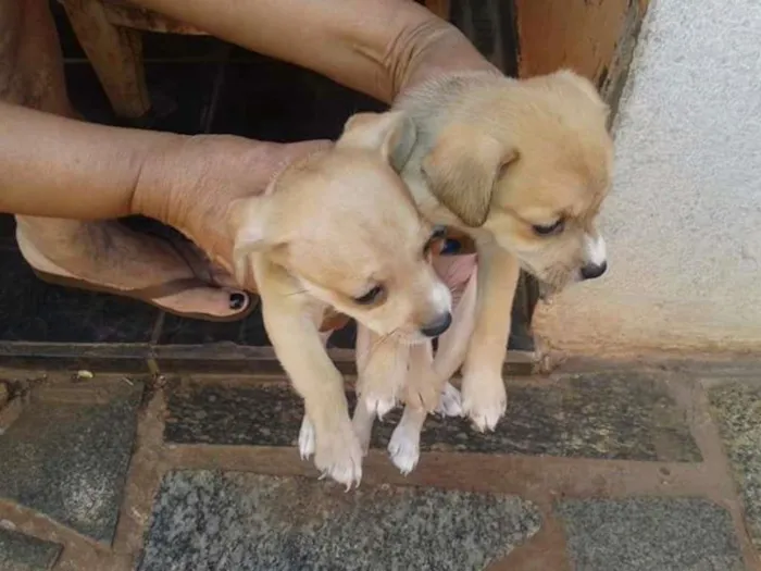 Cachorro ra a Vira lata  idade Abaixo de 2 meses nome Amarelinha e clarinh