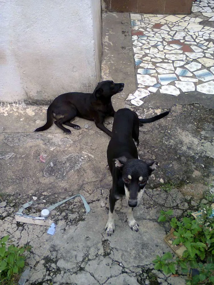 Cachorro raça viralata idade 3 anos nome Neguinha e Cidadão