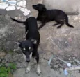 Neguinha e Cidadão