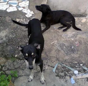 Cachorro raça viralata idade 3 anos nome Neguinha e Cidadão