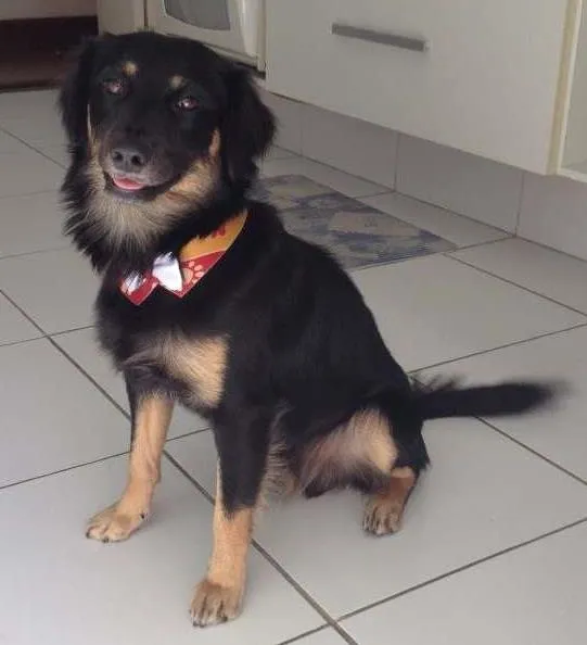 Cachorro ra a SRD idade 1 ano nome Black