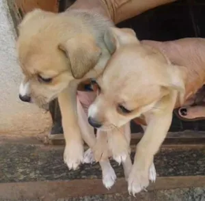 Cachorro raça Vira lata  idade Abaixo de 2 meses nome Amarelinha e clarinh