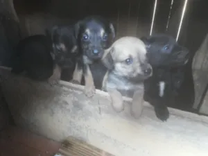 Cachorro raça nao c sabe idade  nome ozama.nene.prince.lu