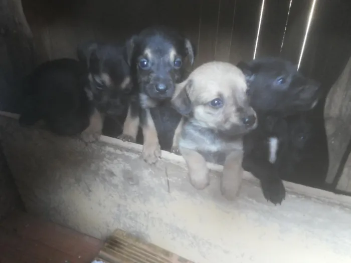 Cachorro ra a nao c sabe idade  nome ozama.nene.prince.lu